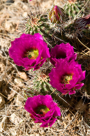 Cactus Flowers