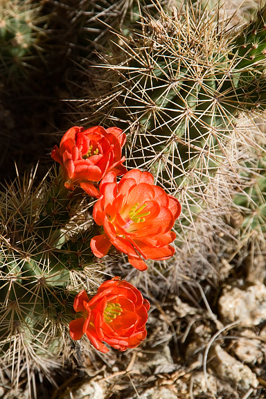 Cactus Flowers