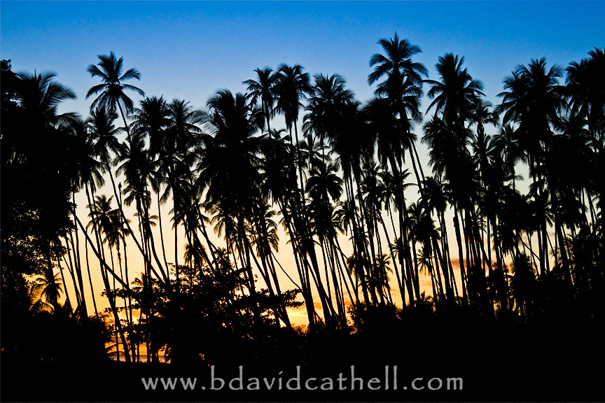 Kapuaiwa Coconut Grove Sunset